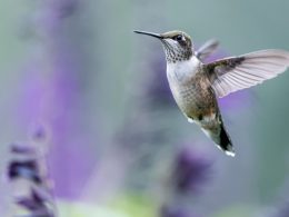 When Do Hummingbirds Leave Ontario?